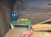 Red 3year old bearded dragon full set up included