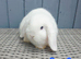 Baby Mini lops