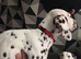 Six beautiful dalmatian puppies