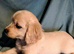 Maltipoo cross chihuahua