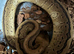 Royal Pythons