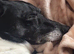 JACK RUSSELL NEEDS HOME ASAP