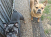 French bulldogs