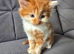 Ginger fluffy boy