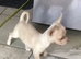 Gorgeous tiny Chihuahua puppies