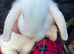 Baby lops for sale