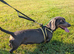 Smooth mini dachshund female