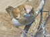 Bengalese finch for sale