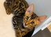 Beautiful Bengal Babies Ready Now