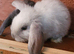 Beautiful Mini lop looking good a home
