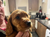2 stunning cocker pups ready to leave now!