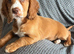 Stunning Extensive health tested cocker spaniel puppies