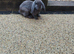 Two bonded french lops bunnies