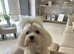 Maltese puppies