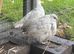 BOBWHITE QUAIL - White