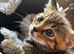 14 week old kitten