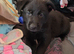 Black German Shepherd Puppies