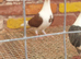 Saddle racing pigeons for sale