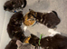 Kittens for sale