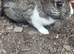 Mixed breed young rabbits females