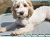 Beautiful f1 cockapoo