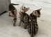 Stunning full pedigree registered bengal kittens