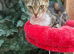 YOUNG FEMALE CAT FOR NEW LOVING HOME