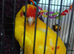 Kakariki's handtame kakariki hens