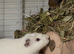 Super cute pair of bonded boars available for adoption