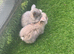 Mini lop baby rabbit !!
