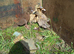 4 week old ducks.