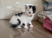 Kittens for sale