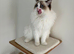Pure Ragdoll Kittens