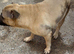Mastiff female