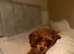 Teacup red poodle