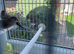 Two pairs of Zebra Finches