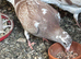 Very very nice colour and quality racing Pigeon