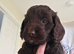 7 week old F2 chocolate cockapoo puppies