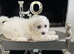 4 adorable bichon puppies