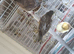 High-Quality Raza Canary Birds for Sale