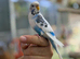 Tamed budgies