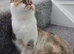 Scottish Fold