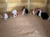 Baby Dutch rabbits for sale