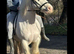 Mare pie bald
