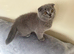British and Scottish Fold kittens