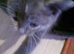 Kittens for sale