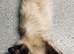 Lovely girl Ragdoll cross