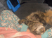 Male Mainecoon