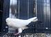 5 pigeons for sale