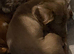 Miniature dachshund